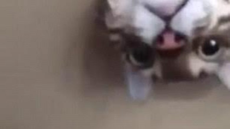 Macja kurioze ecën mes tapetave dhe tavanit (Video)