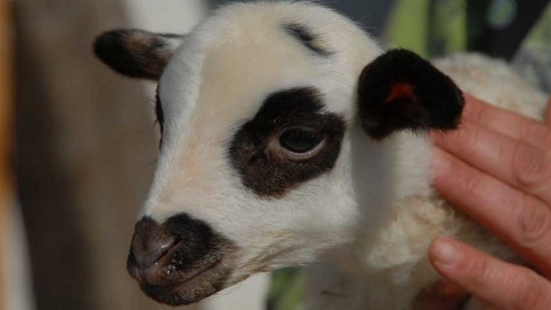 Mishi i qengjit të Dibrës në tregun italian dhe së pari herë në atë kroat