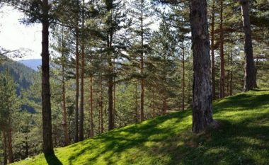 Komuna e Berovës organizon festival pyjesh