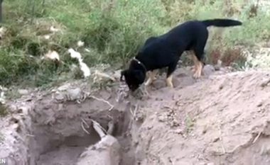 Prekëse: Qeni ndihmon pronarin e tij të varros një qen tjetër (Foto/Video)