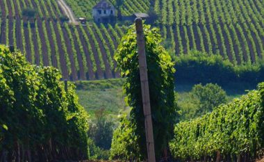 Mbi 10 për qind e verës së prodhuar në Shqipëri eksportohet