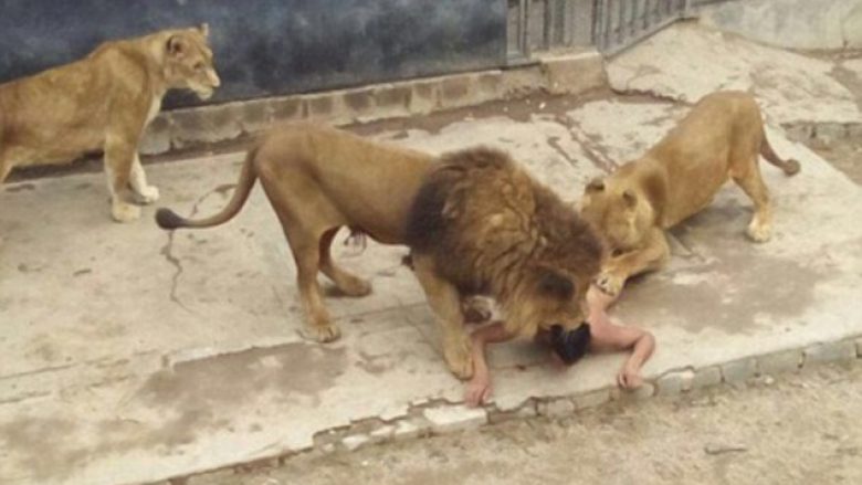 Djaloshi që “hodhi” veten tek luanët mendonte se ishte profet (Foto/Video,+16)