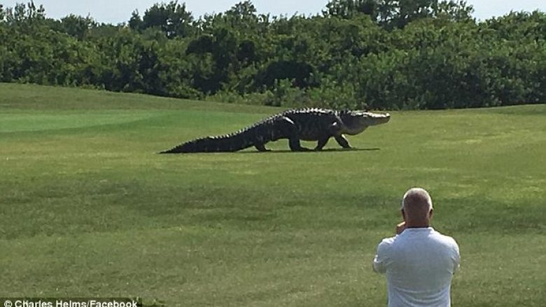 Aligatori shfaqet në një fushë golfi (Video)