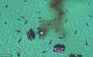 Droni regjistron 70 peshkaqenë, duke shqyer balenën e ngordhur (Video)