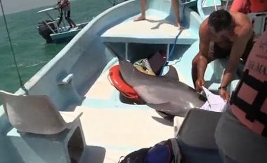 Delfini “fluturon” në barkën e turistëve (Video)