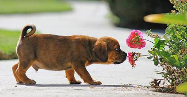 dog-sniffing-flowers2
