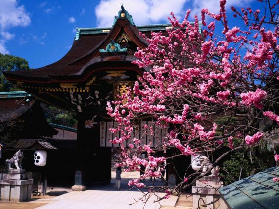 japan-plum-flower-alamy