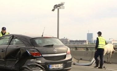 Komunikacioni në Beograd në kolaps – shkaku i një kali! (Video)