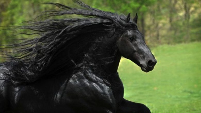 Frederiku i Madh, kali më i bukur në botë (Foto)