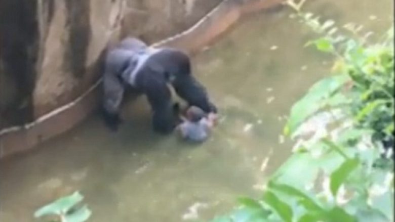 Fëmija tërhiqet zvarrë nga gorilla (Video,+18)