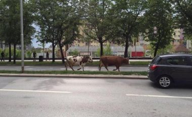 Lopët zbresin në qendër të Prishtinës (Foto)