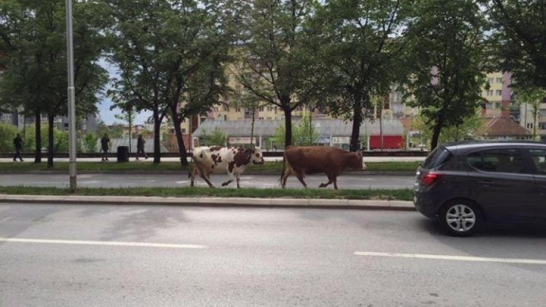 Lopët zbresin në qendër të Prishtinës (Foto)