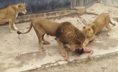 Futet në kopshtin zoologjik, e shqyejnë luanët (Video +18)
