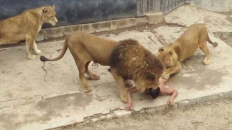 Futet në kopshtin zoologjik, e shqyejnë luanët (Video +18)