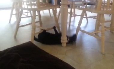 Qen, mace, apo kafshë tjetër, çka po lëvizë poshtë tavolinës? (Video)