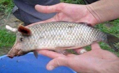 Peshku derr në liqenin e Belshit (Foto)
