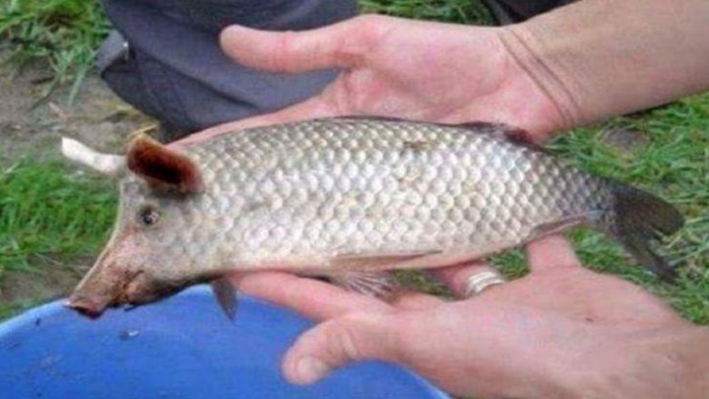 Peshku derr në liqenin e Belshit (Foto)