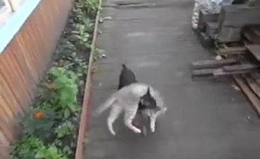 Qeni human e bart në shpinë macen e ‘dehur’ (Video)