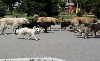 Prishtinasit po rrezikohen nga qentë endacakë (Video)