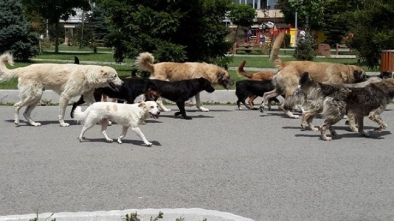 Prishtinasit po rrezikohen nga qentë endacakë (Video)