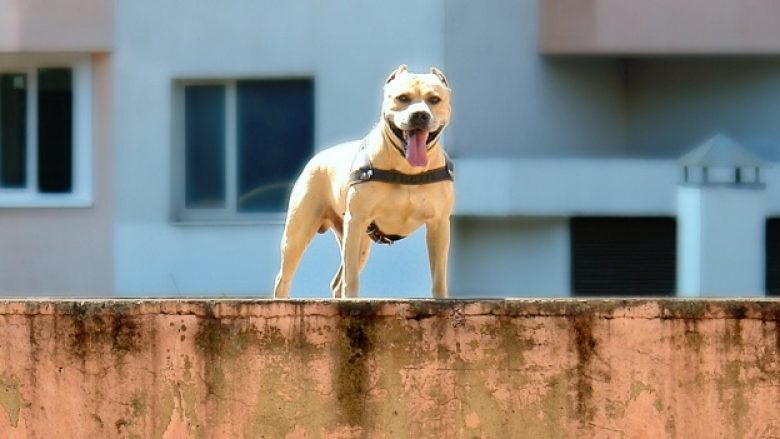 Shikoni Staford TreT amerikan: Akrobacionet e këtij qeni do t’ju lënë pa frymë! (Video)