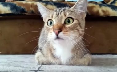 Reagimet qesharake të maces që shikon filma horror (Video)