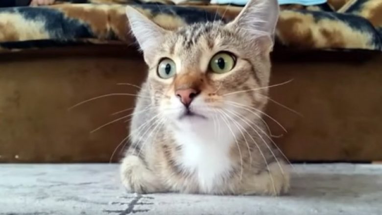 Reagimet qesharake të maces që shikon filma horror (Video)
