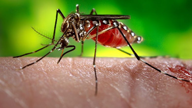 Evropa rrezikohet nga virusi Zika