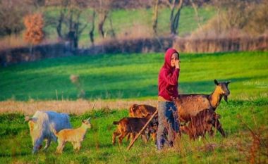 Publikohen vlerësimet preliminare për disa nënmasa për grante në bujqësi 2016