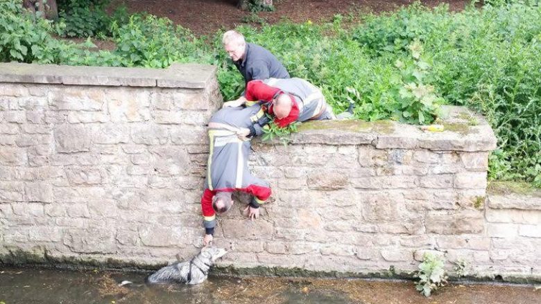 Zjarrfikësit dhe kalimtari i rastit, shpëtojnë qenin që po mbytej në lumë (Foto)