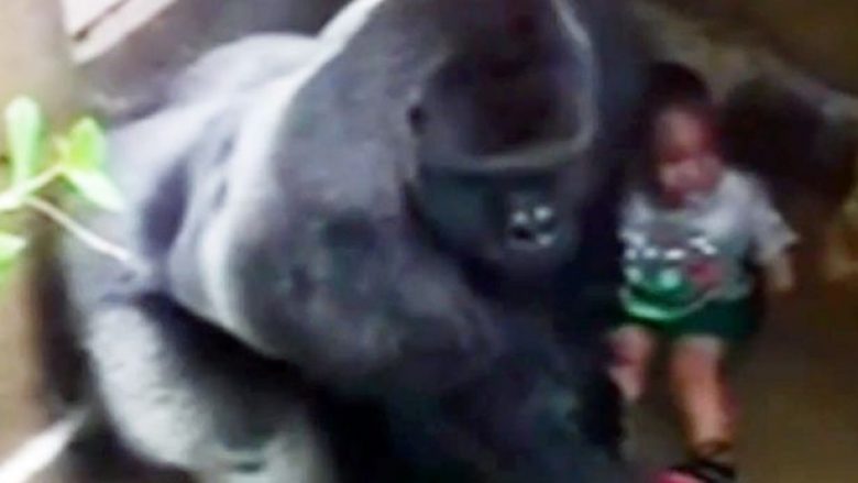 Dalin fotot: Ja kush është vogëlushi 4-vjeçar që ra në rrethimin e gorillës (Foto)