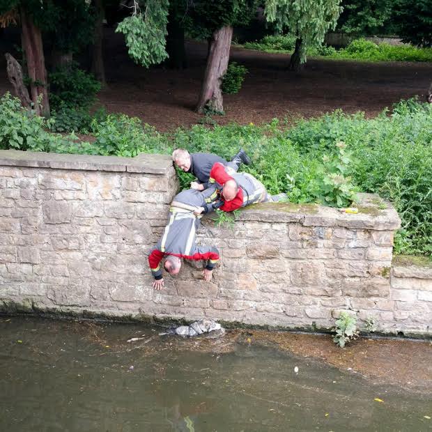 This is the amazing moment a firecrew formed a human chain to rescue a puppy that became stranded after jumping into a lake at Highfields Park, Nottingham. See News Team NTIDOG; Incredible photos show a fireman working with a passerby to dangle another firefighter over the two metre (6.5ft) wall to reach stricken husky Prince. The two men then hoist the rescuer back up, who is clutching the drenched pooch by his collar at Highfields Park, Nottingham, at 9.30am yesterday (Sun). The five-month-old mutt was stranded for 20 minutes in the waters before Nottinghamshire Fire and Rescue came to its aid. Dog walker and retired photographer Terry Draper, 67, of Chilwell, Nottingham captured the dramatic rescue on his camera.