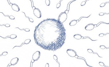 Si mund ta përmirësoni kualitetin e spermës?