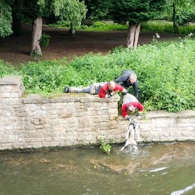 This is the amazing moment a firecrew formed a human chain to rescue a puppy that became stranded after jumping into a lake at Highfields Park, Nottingham. See News Team NTIDOG; Incredible photos show a fireman working with a passerby to dangle another firefighter over the two metre (6.5ft) wall to reach stricken husky Prince. The two men then hoist the rescuer back up, who is clutching the drenched pooch by his collar at Highfields Park, Nottingham, at 9.30am yesterday (Sun). The five-month-old mutt was stranded for 20 minutes in the waters before Nottinghamshire Fire and Rescue came to its aid. Dog walker and retired photographer Terry Draper, 67, of Chilwell, Nottingham captured the dramatic rescue on his camera.