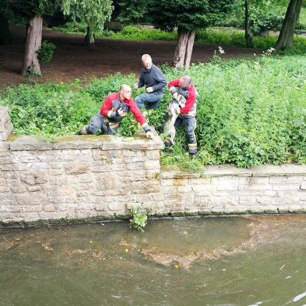 This is the amazing moment a firecrew formed a human chain to rescue a puppy that became stranded after jumping into a lake at Highfields Park, Nottingham. See News Team NTIDOG; Incredible photos show a fireman working with a passerby to dangle another firefighter over the two metre (6.5ft) wall to reach stricken husky Prince. The two men then hoist the rescuer back up, who is clutching the drenched pooch by his collar at Highfields Park, Nottingham, at 9.30am yesterday (Sun). The five-month-old mutt was stranded for 20 minutes in the waters before Nottinghamshire Fire and Rescue came to its aid. Dog walker and retired photographer Terry Draper, 67, of Chilwell, Nottingham captured the dramatic rescue on his camera.