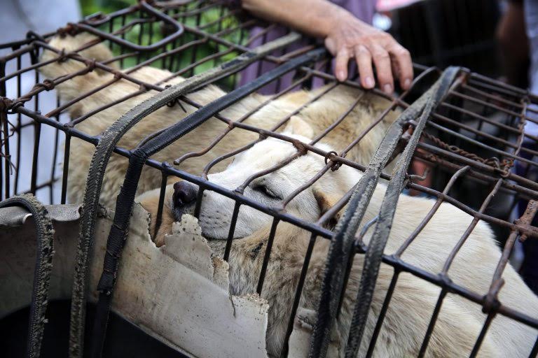 epa05378674 Dogs are seen in a cage for sale at a market in Yulin city, southern China's Guangxi province, 20 June 2016. Yulin dog meat festival will fall on 21 June 2016, the day of summer solstice, a day that many local people celebrate by eating dog meat, causing escalating conflicts between activists and dog vendors.  EPA/WU HONG