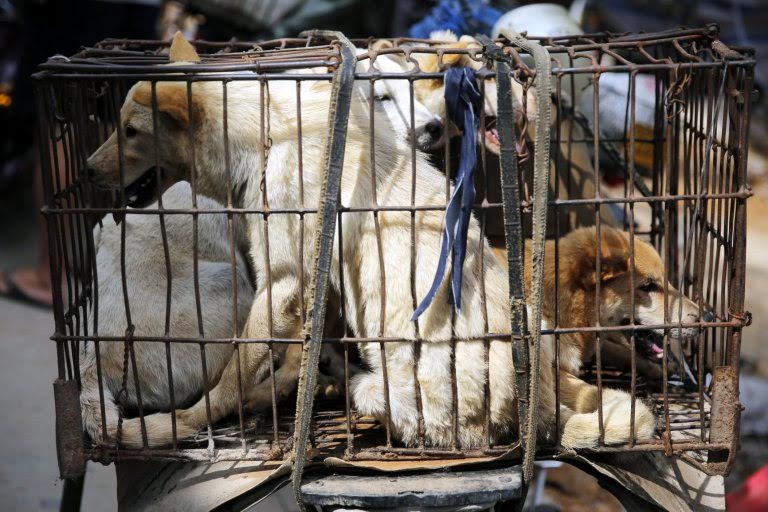 epa05378690 Dogs are seen in cage for sale at a market in Yulin city, southern China's Guangxi province, 20 June 2016. Yulin dog meat festival will fall on 21 June 2016, the day of summer solstice, a day that many local people celebrate by eating dog meat, causing escalating conflicts between activists and dog vendors.  EPA/WU HONG