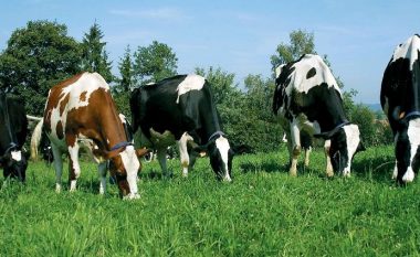Bujqësi: Ja afatet për të kërkuar mbështetje financiare për qumësht