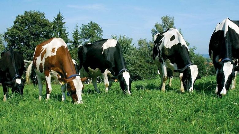 Bujqësi: Ja afatet për të kërkuar mbështetje financiare për qumësht