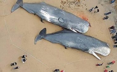 Gjenden 13 balena të ngordhura në plazh