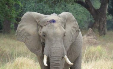 Qëllohet në kokë nga gjuetarët, por elefanti çuditërisht shpëton (Foto)