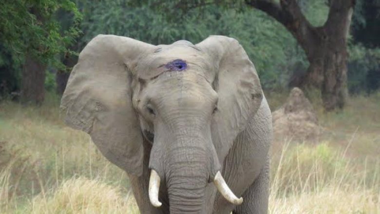 Qëllohet në kokë nga gjuetarët, por elefanti çuditërisht shpëton (Foto)