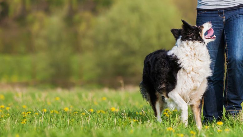 Katër racat e qenve më të mençur që ekzistojnë