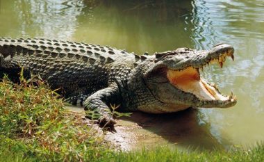 Kapet krokodili gjigant i gjatë sa tre burra (Foto)