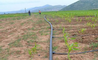 Promovohet sistemi i ri i ujitjes së orizit në Maqedoni