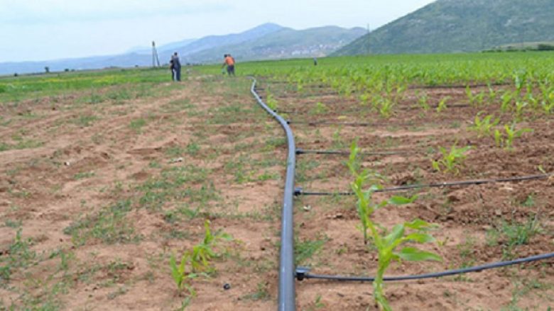 Promovohet sistemi i ri i ujitjes së orizit në Maqedoni
