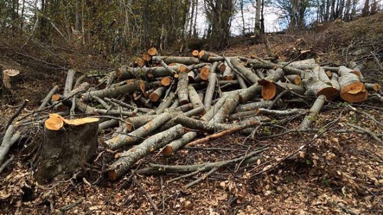 Telegrafistat raportojnë prerje të pa kontrolluar të pyjeve (Foto)