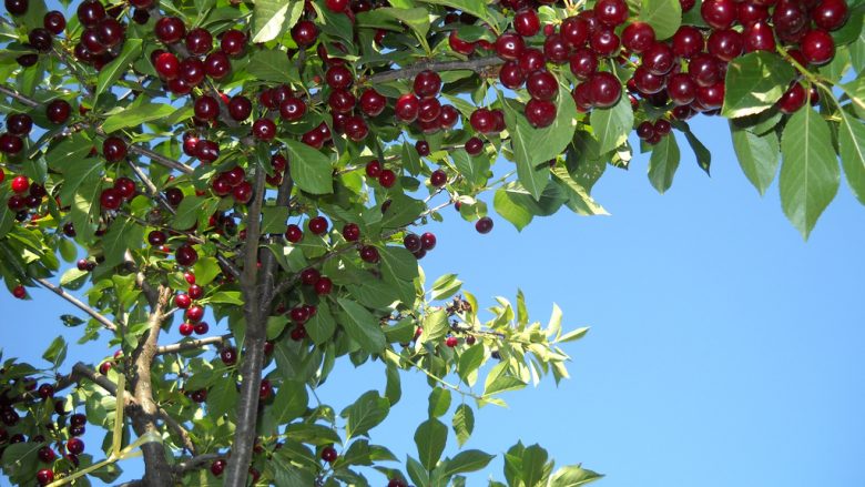 Ankohen prodhuesit e vishnjeve në rajonin e Shtipit