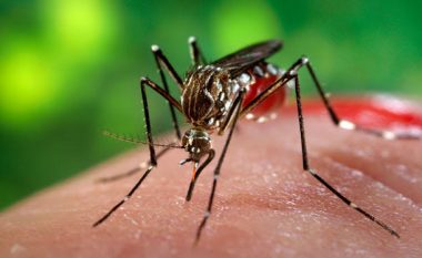 Testi i vaksinës kundër virusit Zika i suksesshëm në minj
