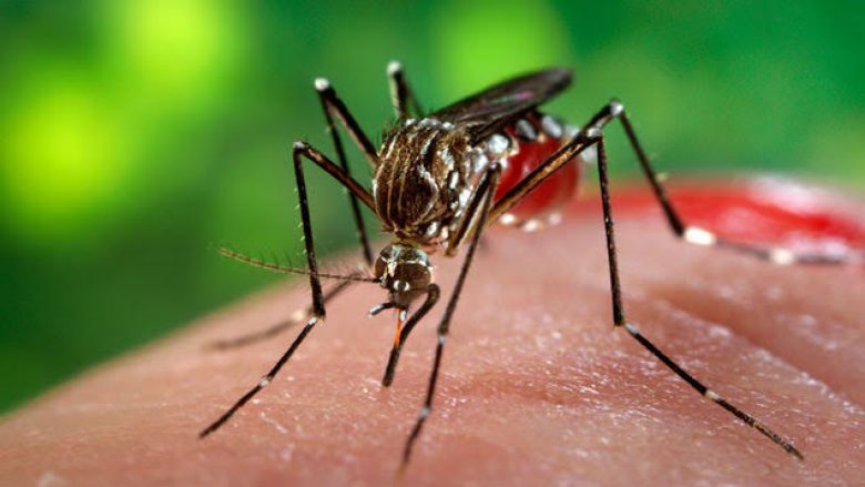 Testi i vaksinës kundër virusit Zika i suksesshëm në minj